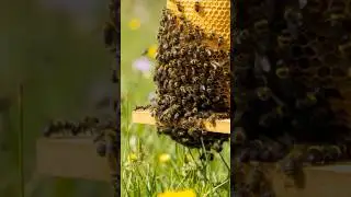 Harvesting 100lbs of Raw Honey (SATISFYING!) 🍯 Wheeler Fast