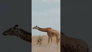 Revolutionizing Giraffe Conservation: Unveiling New Species & Battling Extinction! #wildlife #shorts