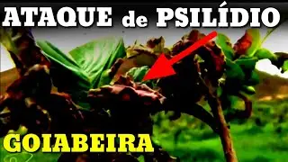 Receita caseira para combater o inseto transmissor da pior doen&ccedil;a da  citricultura na atualidade