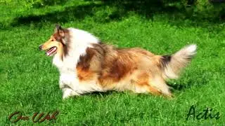 COLLIE rough dark sable female ONE WISH