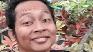 Tahun 2026 Saatnya Beli Aglaonema Tetanggamu