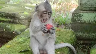 Poor Jessie baby monkey / Monkey post
