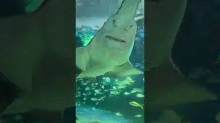 Big sawfish #shark #alien #bigshark