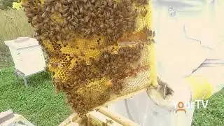 All Around The Town: Bethany Bee Haven