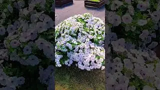 петуния Изи вэйв в конце июня