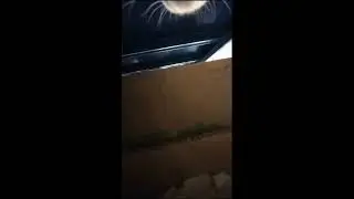 🔴Cat Adventures Live🔴 2026-01-07 22:26:22