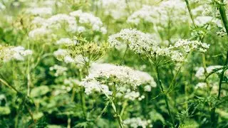 Medicinal Plants & Uses by Indigenous Peoples of the Great Plains