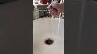 выращивание косточки манго в воде #растения #манговоедерево #как