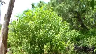 Smith Mound, Pineland, Pine Island, Calusa Village