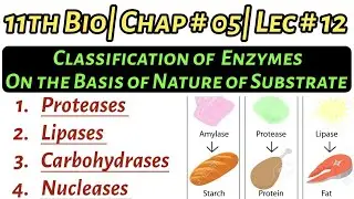 Classification of Enzymes| On the Basis of Type of Substrate| 11th Bio| Ch no 5| Enzymes| Lec no 12