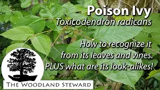 Poison Ivy - How to recognize it from its leaves and vines, PLUS what are its look-alikes.