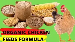 I MADE ORGANIC CHICKEN FEEDS AT HOME (The Simplest Formula)