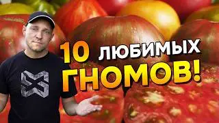 МОИ 10 ЛЮБИМЫХ ТОМАТОВ ГНОМОВ. СПИСОК СОРТОВ, В КОТОРЫХ Я УВЕРЕН НА 100%