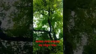 A very beautiful tamarind tree along the rural road #beautiful #most #ruralnews