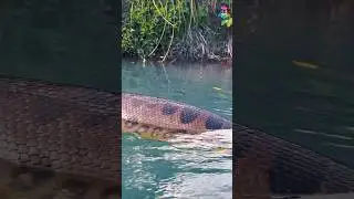 melihat anaconda dari dekat 🐍 #faktaunik #anaconda #ularbesar #hutanrimba #sungai #amazon