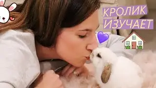 КРОЛИКА ИЗУЧАЕТ НОВЫЙ ДОМ | BUNNY EXPLORING HIS NEW HOME