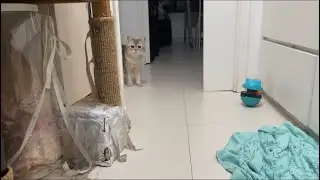 1 year old cat Pepper being sweet hiding beside door looking into the room