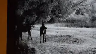 Moose Cow and Calf Caught on Security