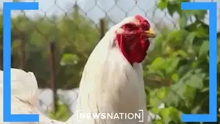 Bird flu outbreak: US increases egg imports to lower prices | Morning in America