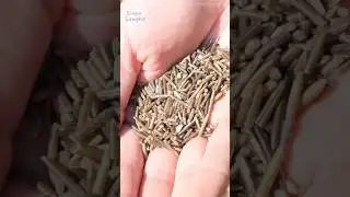 Cara Mengolah Nasi Liar 🍚