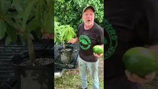 Can you grow avocados in a pot?  #avocado