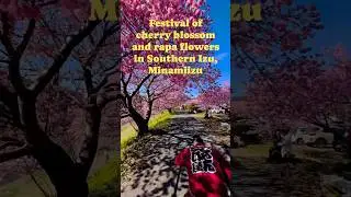 Spring Wonderland in Southern Izu: Cherry Blossoms & Rape Flowers