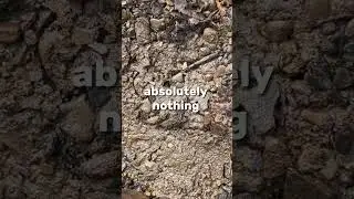 Эта МНОГОНОЖКА производит цианид ☠️
