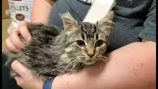 Bethany A823725 (ADOPTED 12/11/22)