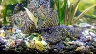 Bushynose Catfish / Анциструс