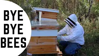 Minnesota Bees getting ready for Winter