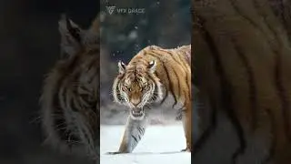 Majestic Siberian Tiger