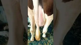 High milking cows milk capacity 35 to 40 ltr ABS or WWS | For Sale | Karnal Dairy Farm | Karnal