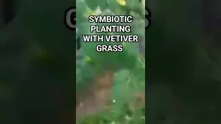 VETIVER GRASS THE KING OF ALL PLANTS TO HELP YOU AND SAVE $$$$$$
