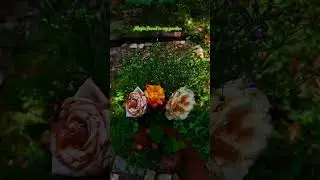 #minivlog #garden #zarastory #happines #nature #gardendesign #rose #roseday #birthdaycake #zara