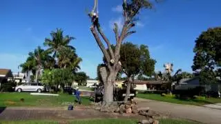 How to safely remove a large oak tree
