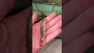 Agora ele pode se alimentar tranquilamente! 😬🦷 #peixes #aquario #pescadores