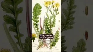 Do you guys have ragwort problems?! #ragwort #gardening #gardeningadvice #garden #gardeninghacks