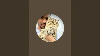 AjMiR is Cat is live cat video