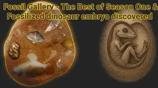 🌹Fossil Gallery &ndash; The Best of Season One | Breaking News: Dinosaur embryo discovered in Guangzhou