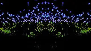 playatmidnight - Bird(s) (Video)