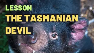 The Tasmanian Devil | Amazing Tasmanian Devil Facts & Adventures for Kids: Learn & Discover with Fun