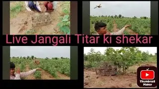 Paltu Titar se jangali titar pakdne ka tareeka Jangali titar ki shekar ki awaz female titar ki awaz