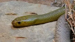 INLAND TAIPAN -GOLDEN YELLOW COLOURATION