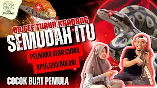 Pelihara Ular Ternyata Semudah Ini&hellip; Cocok Buat Pemula! 😱🐍