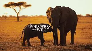 Whispers of the Wild | A SL:NatureLoop Short Film