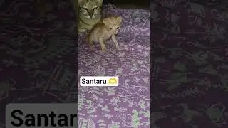 santaru toys #gujarat