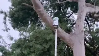 Bird Control Australia Hawk Laser