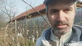 Problema apărută la zmeura (Musculita Galicola Lasioptera Rubi)