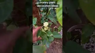 money plant decoration ideas | how to grow green pakistan | money plant care