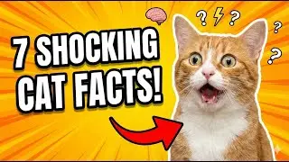 7 Shocking Cat Facts You Never Knew! 😱